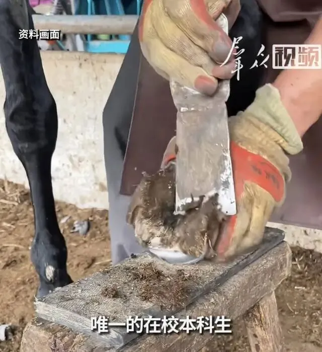 高考522分,被调剂去给马“做鞋”-第2张图片-四季读书网