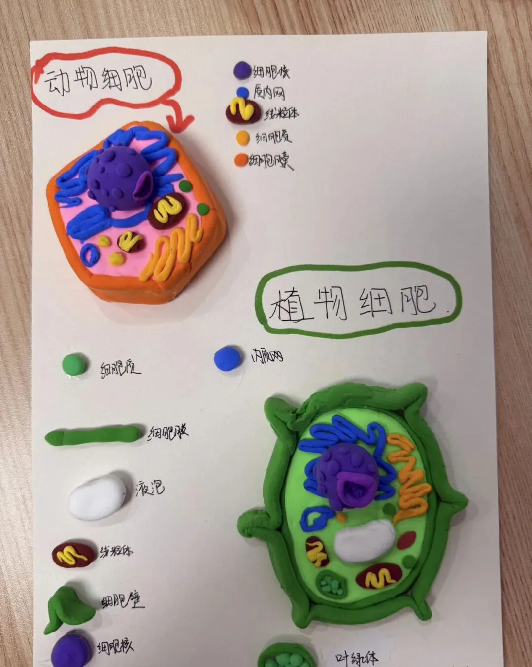初一开学一月余,在忙乱的清晨里,看着成长的踉踉跄跄-第1张图片-四季读书网
