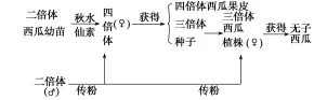高中生物|高考热点题型,生物的变异与育种重难点汇总!-第14张图片-四季读书网 高中生物|高考热点题型,生物的变异与育种重难点汇总!-第14张图片-四季读书网
