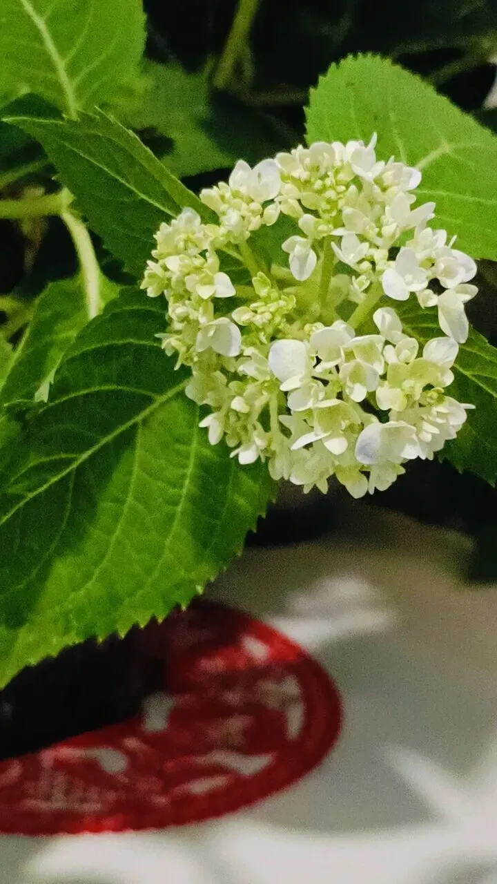 粤|导游资格证考试|面试模拟|速记卡-第2张图片-四季读书网 粤|导游资格证考试|面试模拟|速记卡-第2张图片-四季读书网