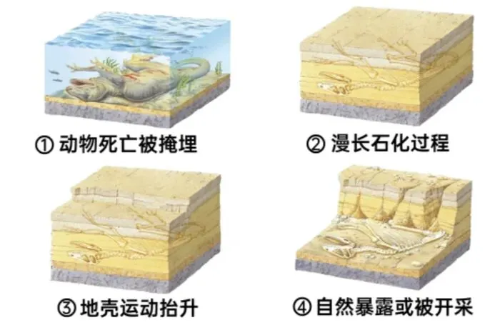 高考地理中的化石形成-第5张图片-四季读书网