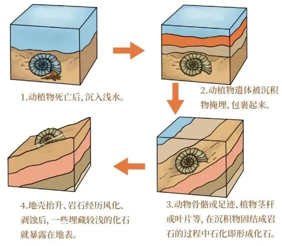 高考地理中的化石形成-第7张图片-四季读书网