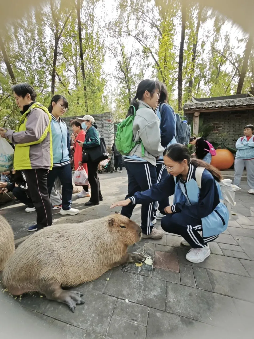 探秘自然生灵 厚植生态情怀——初三年级赴北京野生动物园开展社会实践活动-第37张图片-四季读书网 探秘自然生灵 厚植生态情怀——初三年级赴北京野生动物园开展社会实践活动-第37张图片-四季读书网