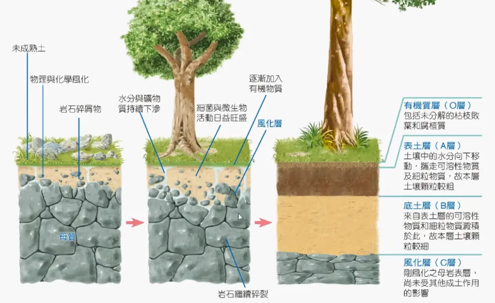 高考复习:土壤地理-第3张图片-四季读书网 高考复习:土壤地理-第3张图片-四季读书网
