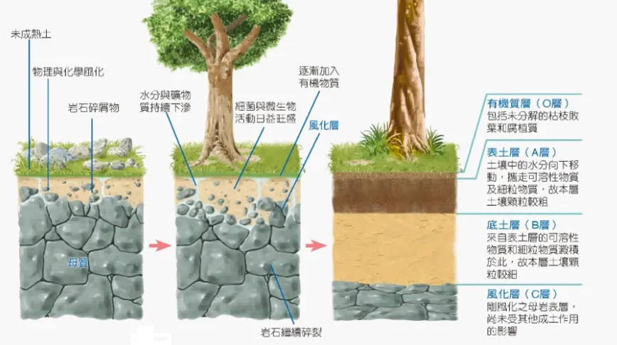 高考复习:土壤地理-第4张图片-四季读书网 高考复习:土壤地理-第4张图片-四季读书网