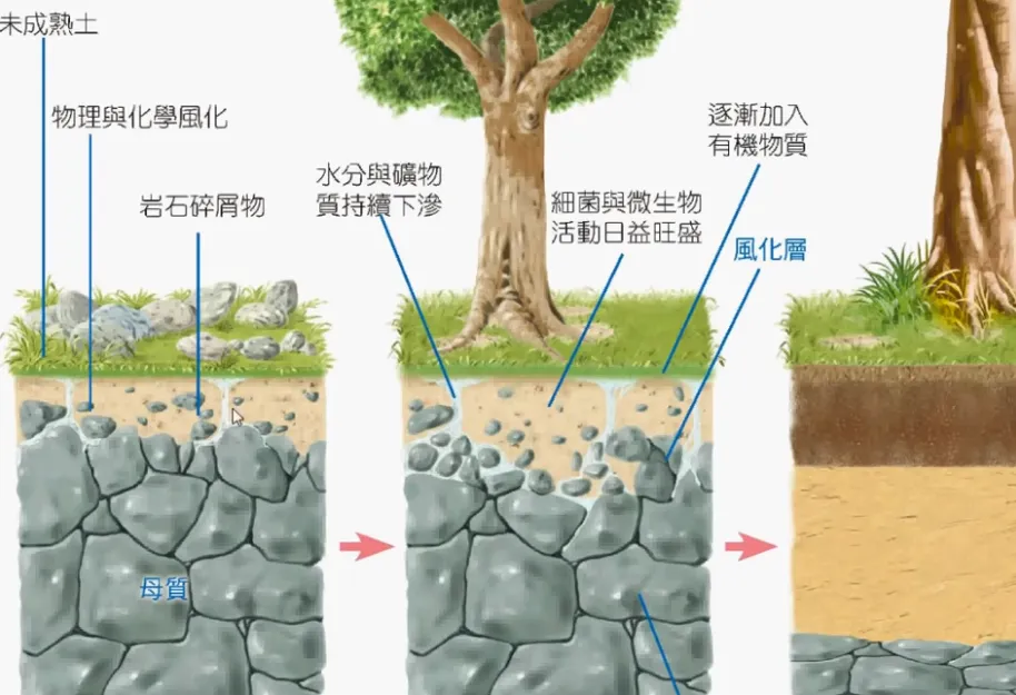 高考复习:土壤地理-第5张图片-四季读书网 高考复习:土壤地理-第5张图片-四季读书网