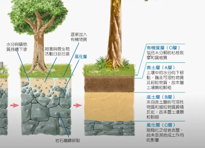 高考复习:土壤地理-第6张图片-四季读书网 高考复习:土壤地理-第6张图片-四季读书网