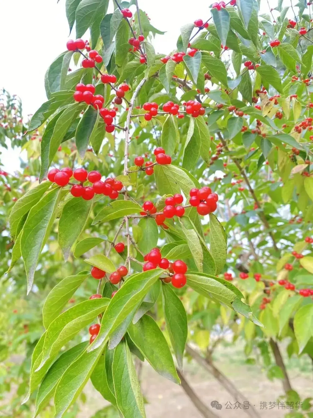 高考陪伴记录第51天-第2张图片-四季读书网