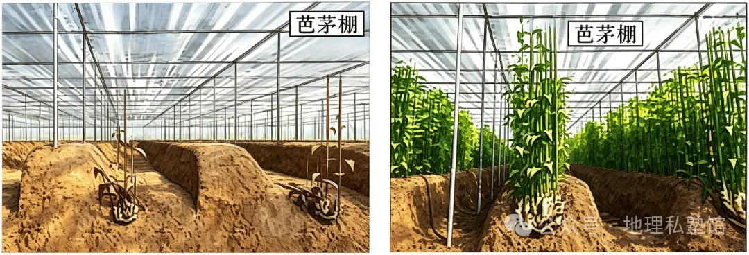 高考地理综合题限时练(108)农业区位因素的变化-第3张图片-四季读书网