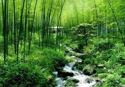 初一托物言志作文《难忘翠竹》-第1张图片-四季读书网