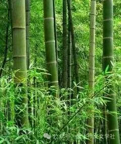 初一托物言志作文《难忘翠竹》-第2张图片-四季读书网