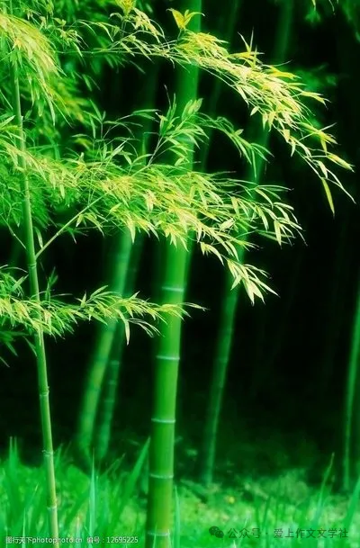 初一托物言志作文《难忘翠竹》-第3张图片-四季读书网