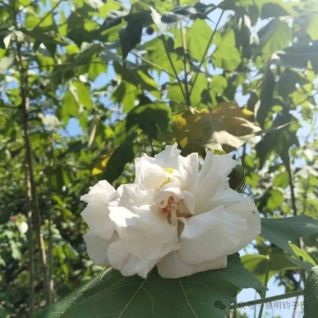 高考倒计时592天|一趟碰壁的香港寻工之旅,藏着成长最珍贵的一课-第4张图片-四季读书网