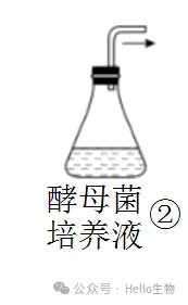 2027 届高三生物总复习基础试卷系列-第4张图片-四季读书网