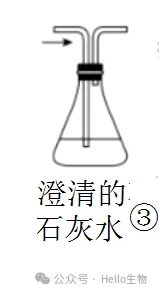 2027 届高三生物总复习基础试卷系列-第5张图片-四季读书网