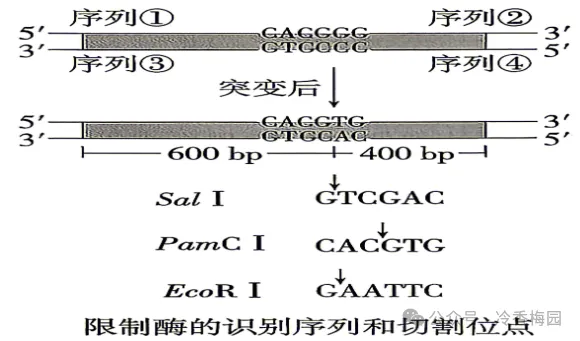 2026四川高考(试卷)-第15张图片-四季读书网 2026四川高考(试卷)-第15张图片-四季读书网