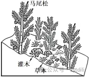 高考地理专题训练:马尾松-第2张图片-四季读书网 高考地理专题训练:马尾松-第2张图片-四季读书网