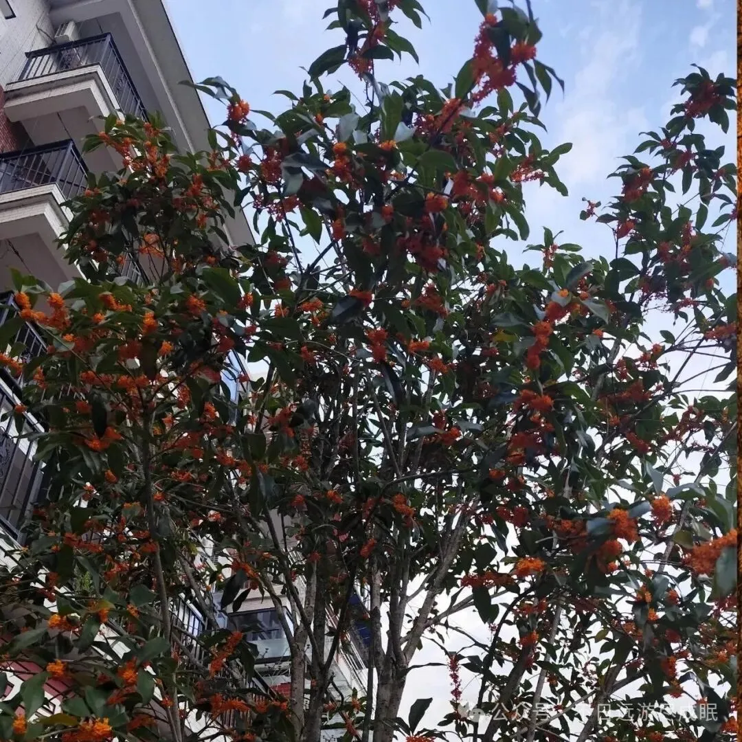 一个月,一场考试,一整个初三-第4张图片-四季读书网 一个月,一场考试,一整个初三-第4张图片-四季读书网