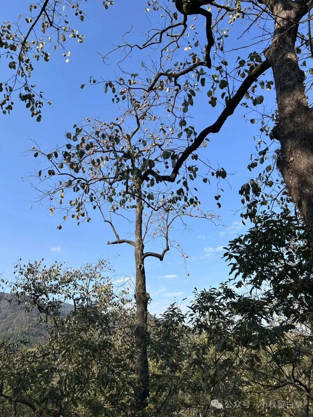 初三第一次月考,她哭了半天,然后我们去罗田摘了柿子-第1张图片-四季读书网