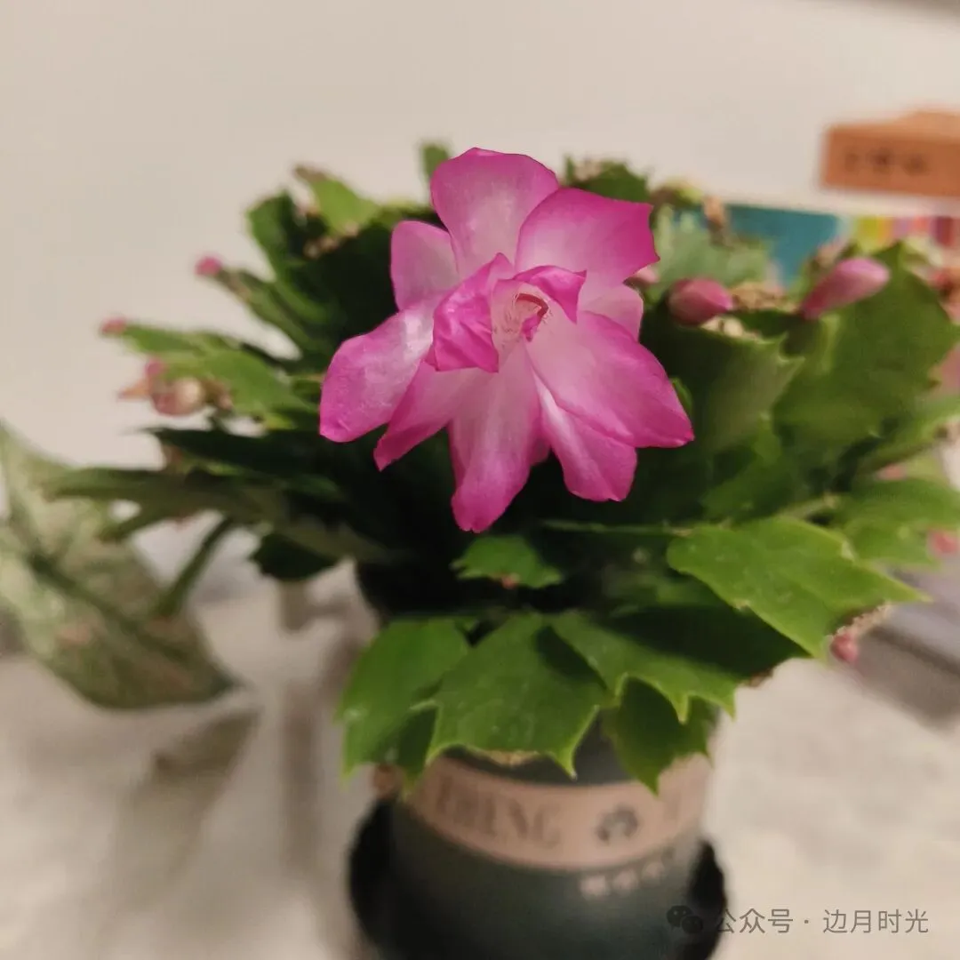 月考还心有余悸,期中考马不停蹄地要到了-第1张图片-四季读书网
