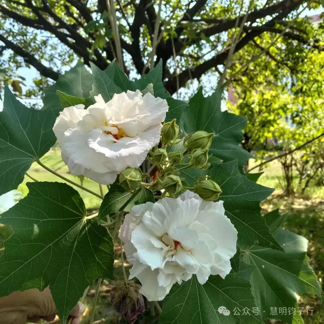 高考倒计时590天|日日觉知自省,平凡日常,皆是成长修行-第1张图片-四季读书网