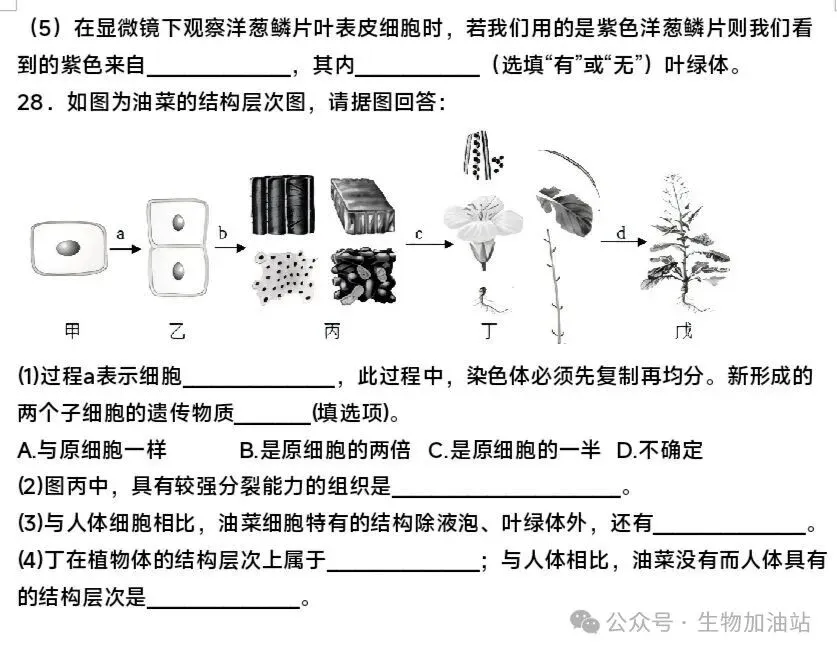 期中试卷:人教版七上生物期中测试卷及答案详解-第7张图片-四季读书网