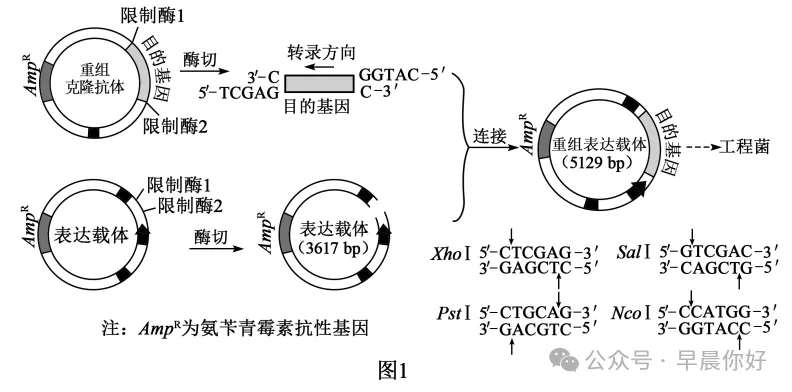 高考生物 | 选择性必修三:把想法变成产品 看懂2027生物命题-第6张图片-四季读书网 高考生物 | 选择性必修三:把想法变成产品 看懂2027生物命题-第6张图片-四季读书网