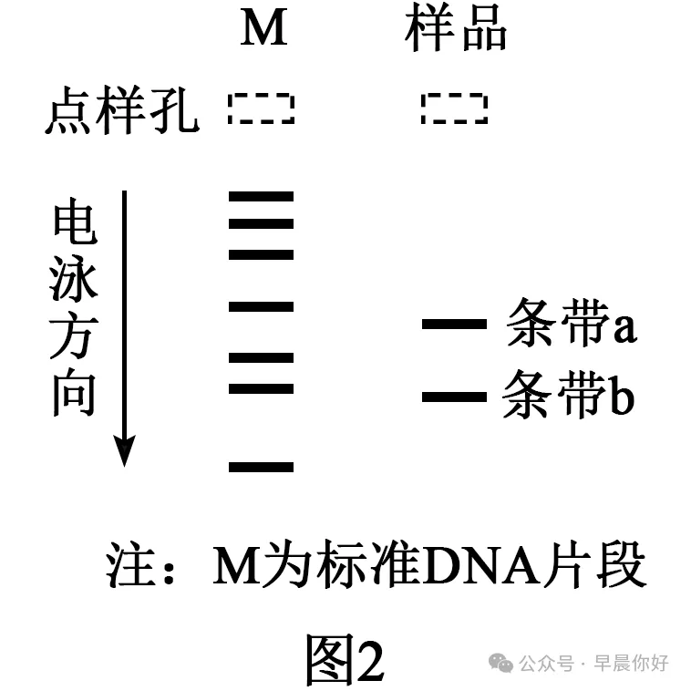 高考生物 | 选择性必修三:把想法变成产品 看懂2027生物命题-第7张图片-四季读书网 高考生物 | 选择性必修三:把想法变成产品 看懂2027生物命题-第7张图片-四季读书网