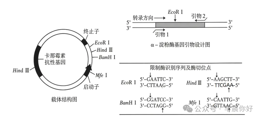高考生物 | 选择性必修三:把想法变成产品 看懂2027生物命题-第9张图片-四季读书网 高考生物 | 选择性必修三:把想法变成产品 看懂2027生物命题-第9张图片-四季读书网