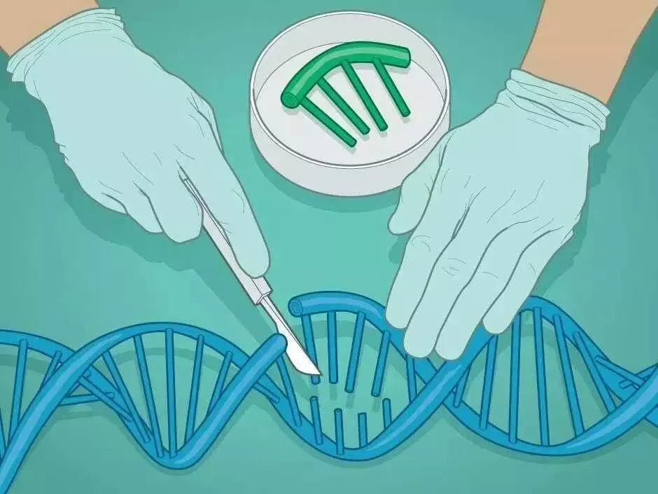 高考生物基因工程全梳理:限制酶、载体、转化,一文搞定核心考点-第2张图片-四季读书网 高考生物基因工程全梳理:限制酶、载体、转化,一文搞定核心考点-第2张图片-四季读书网