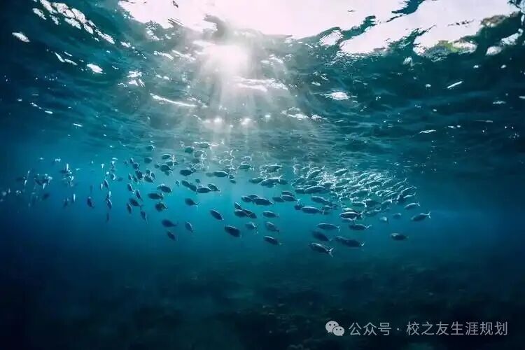 2026年海洋科学专业山东省高考招生录取数据分析报告-第2张图片-四季读书网 2026年海洋科学专业山东省高考招生录取数据分析报告-第2张图片-四季读书网
