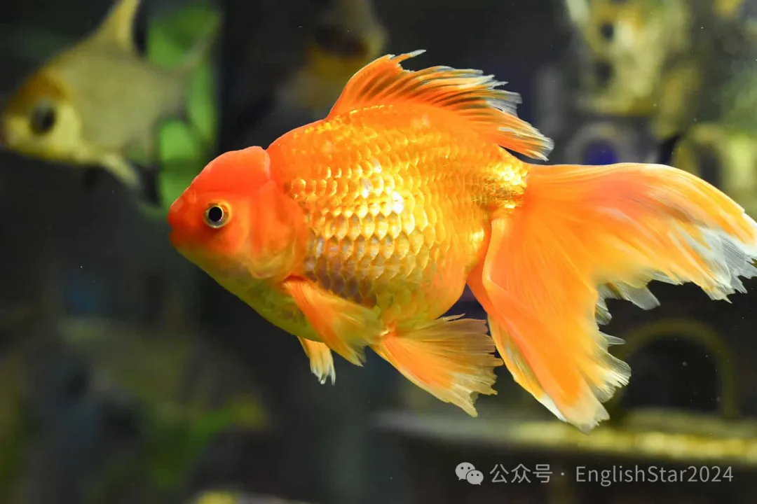 中考英语高频易混词:gold vs golden vs blonde vs blond 深度解析-第3张图片-四季读书网