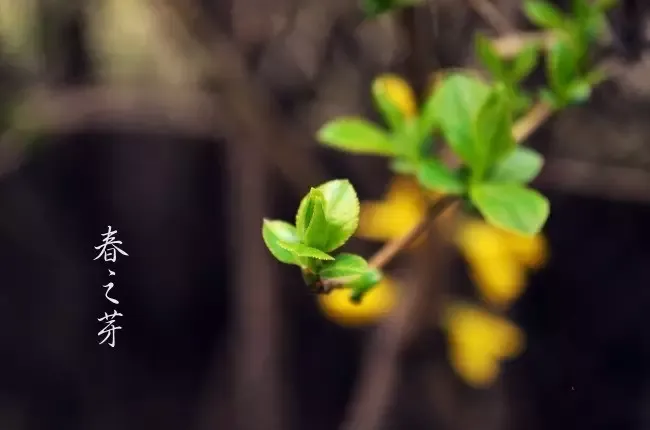 园林绿化工(园林植物全年养护管理方案)模拟考试试题库学习-第6张图片-四季读书网