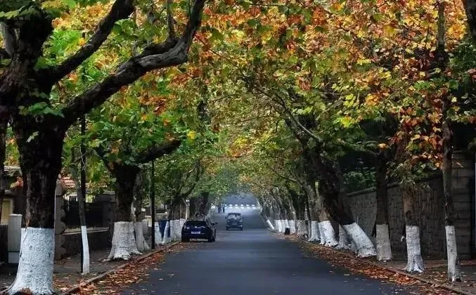园林绿化工(园林植物全年养护管理方案)模拟考试试题库学习-第18张图片-四季读书网