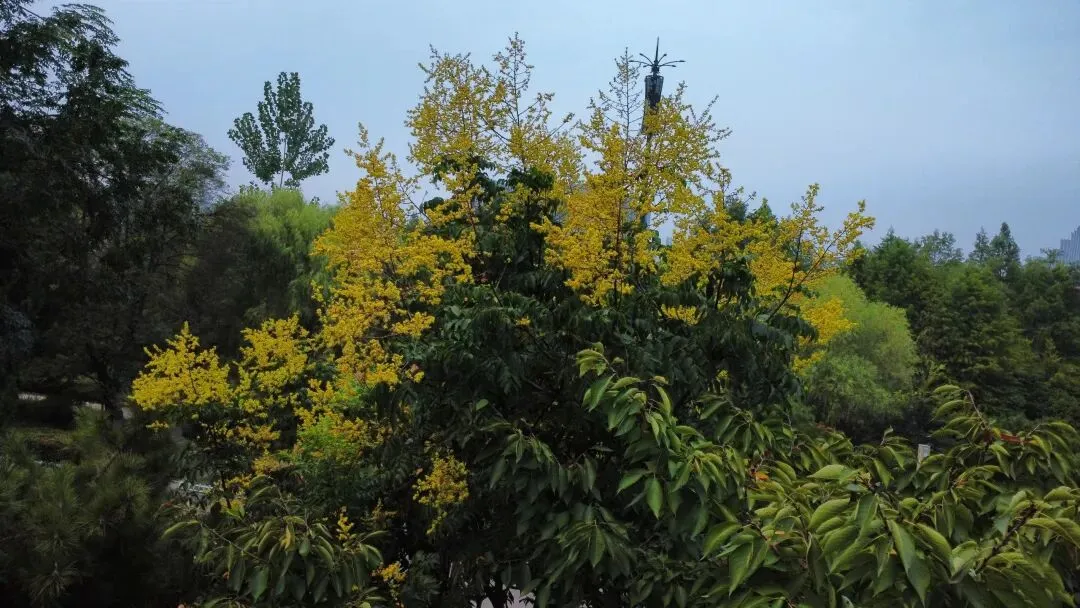 浙江新高考小三门的赋分原理与规则-第6张图片-四季读书网