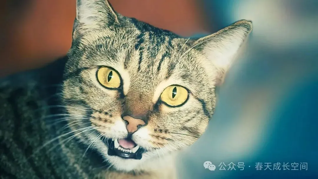 还有一周期中考,你真正该怕的不是孩子考差,而是他已经不在乎了-第3张图片-四季读书网 还有一周期中考,你真正该怕的不是孩子考差,而是他已经不在乎了-第3张图片-四季读书网
