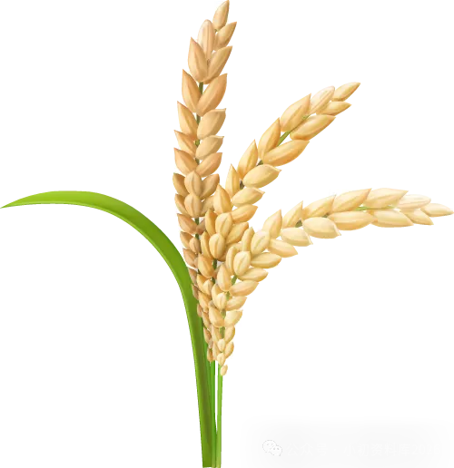 2026秋新版初二八年级上册语文《期中考试综合拔尖测试卷》附答案,可打印-第1张图片-四季读书网