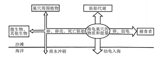 生物高考真题 | 2024年高考生物真题(海南卷)-第2张图片-四季读书网 生物高考真题 | 2024年高考生物真题(海南卷)-第2张图片-四季读书网