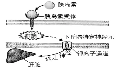 生物高考真题 | 2024年高考生物真题(海南卷)-第6张图片-四季读书网 生物高考真题 | 2024年高考生物真题(海南卷)-第6张图片-四季读书网
