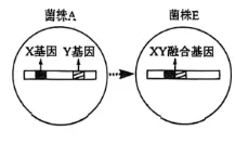 生物高考真题 | 2024年高考生物真题(海南卷)-第9张图片-四季读书网 生物高考真题 | 2024年高考生物真题(海南卷)-第9张图片-四季读书网