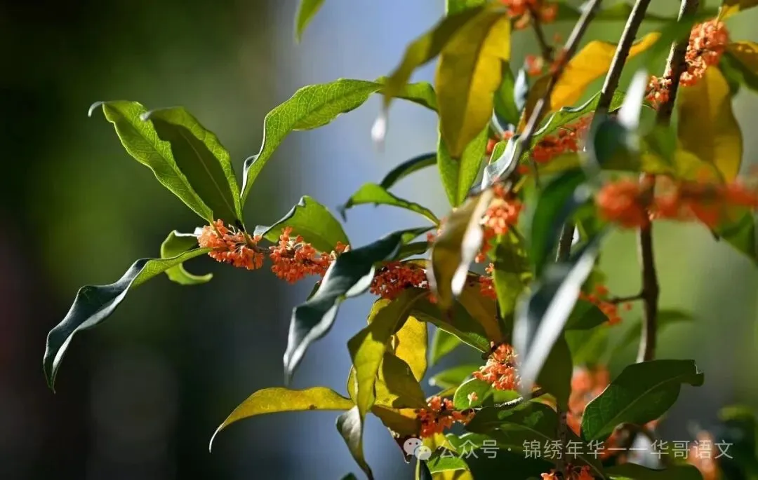 中考必考 5 部名著知识点梳理 + 配套习题-第2张图片-四季读书网
