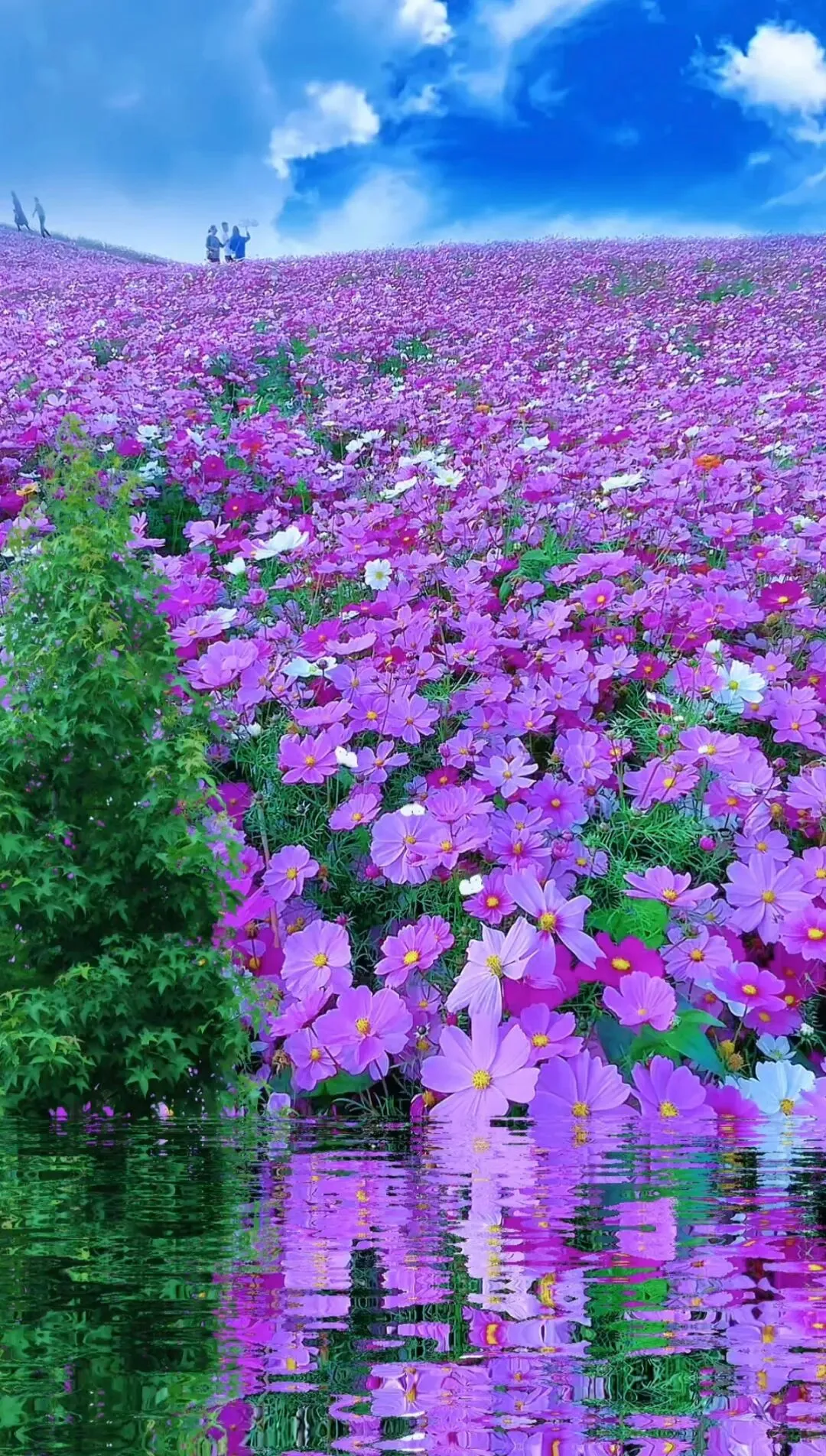 格桑花花海旅游攻略