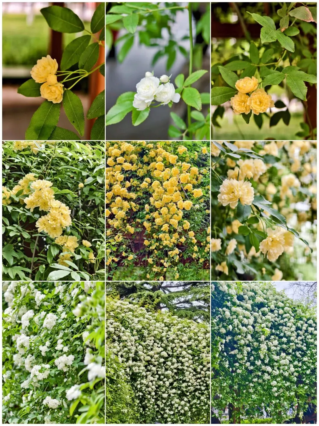 西安市内木香花观赏旅游攻略