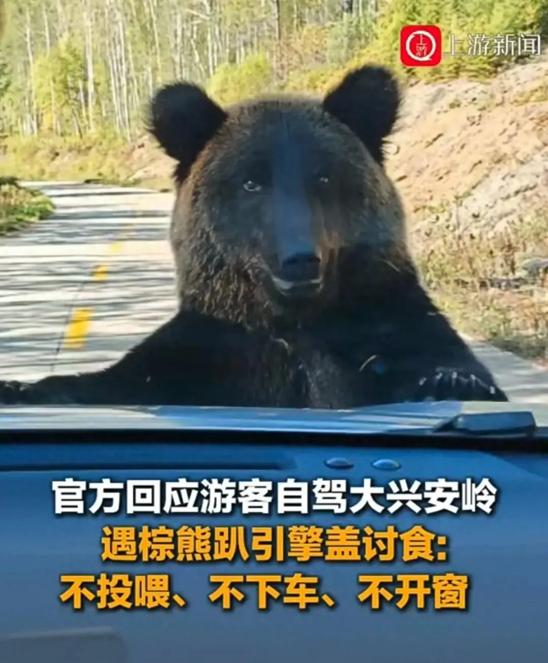 棕熊爬到发动机盖上的时候,自驾游的大兴安岭游客应该怎么办