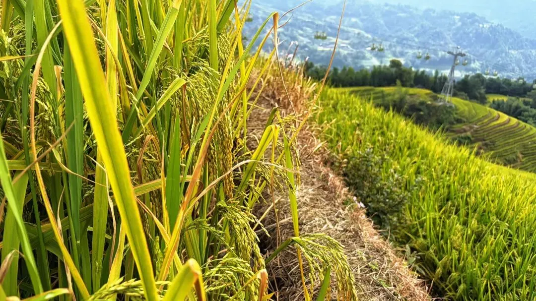 外出旅游时,您会租民族服装拍照留念吗?