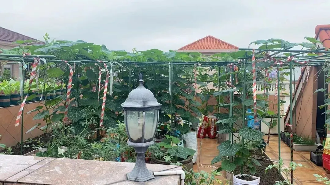 退休最好的归宿,不是到处旅游,而是楼顶一方小菜园