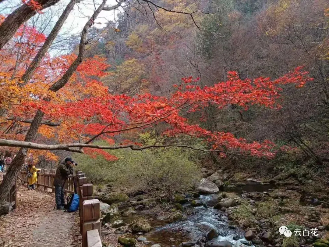 李艳秋康辉旅游10月11日本溪大地森林公园赏枫休闲游