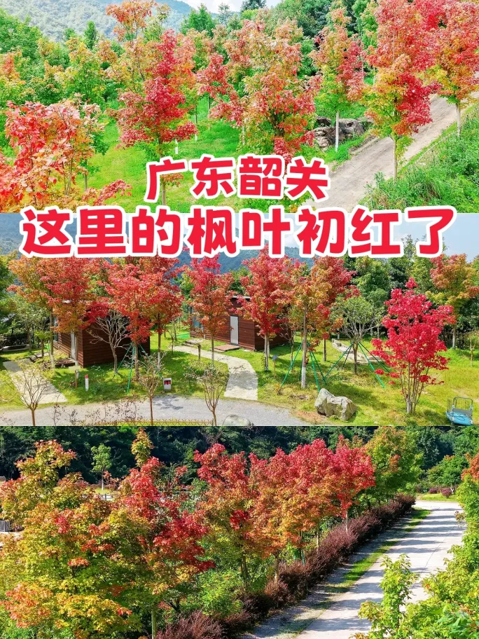 韶关秋日好“枫景”上线!自驾游这样走→