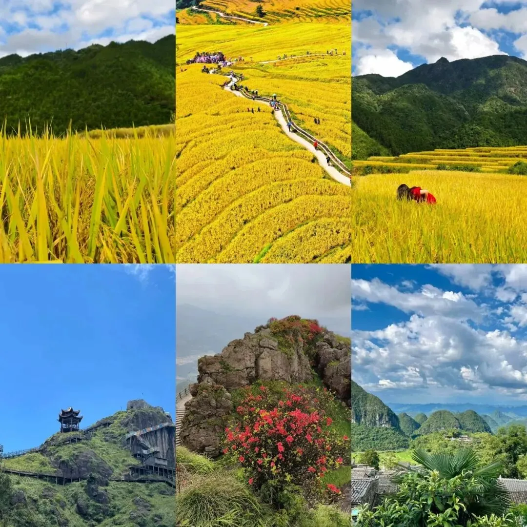 秋天反向自驾!广东出发2天,闯进连山金秋秘境,看梯田云海住森林木屋