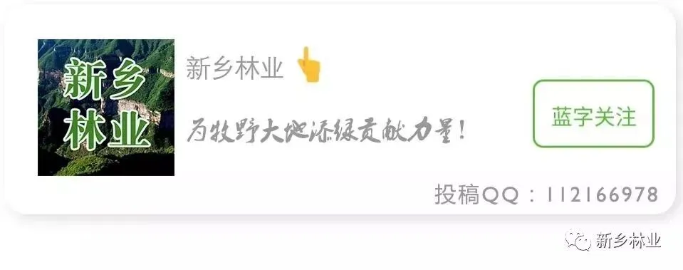 河南旅游游延津森林公园,赏黄河林海秘境尝延津绿豆凉粉